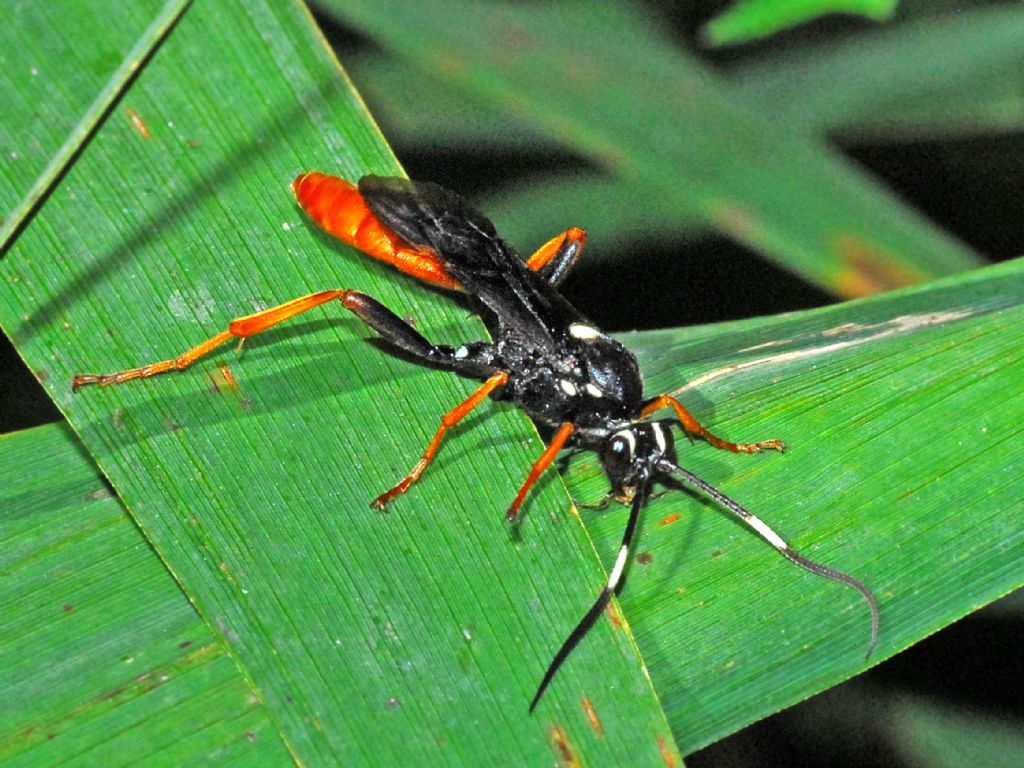 Un Ichneumonide tra le canne